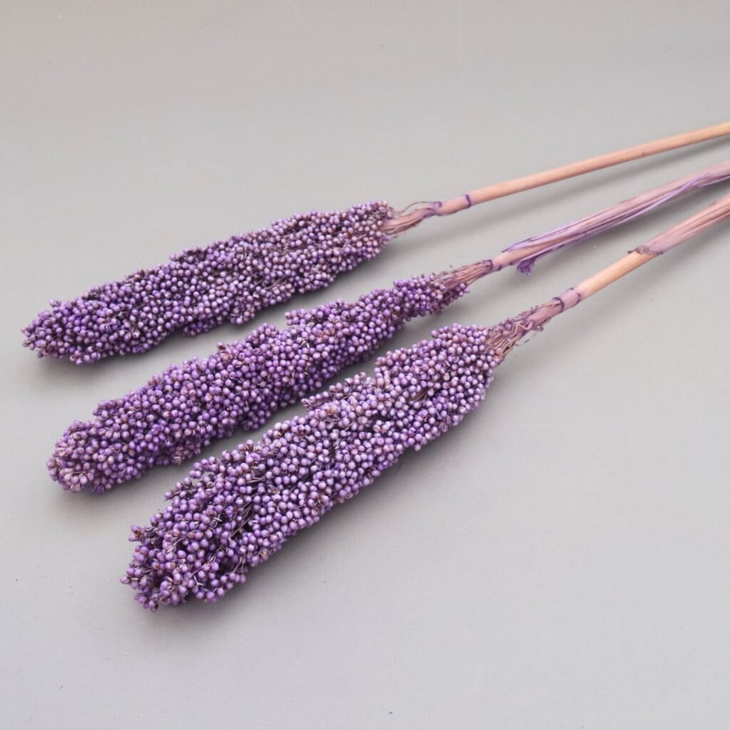 Sušený Čirok lila - elegantní dekorace z přírodních materiálů